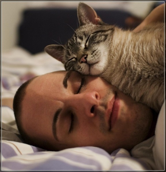 Почему кошки любят спать на человеке?